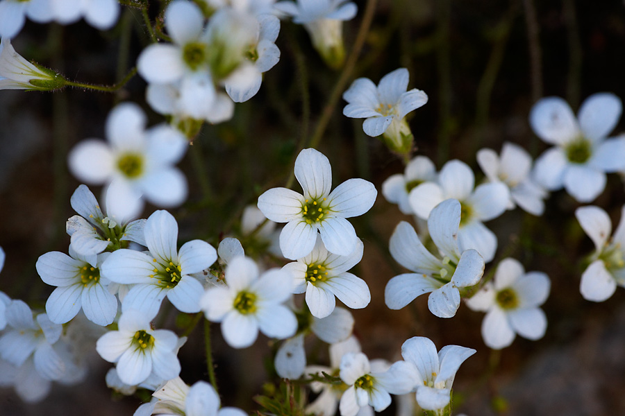 Saxifraga Corsica subsp cossoniana 