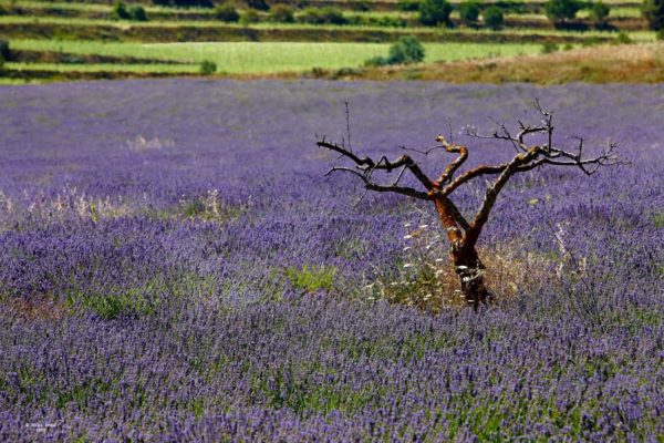 plantaciones de lavanda Comunidad Valenciana 