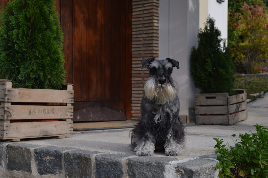 Schnauser miniatura negro y plata 