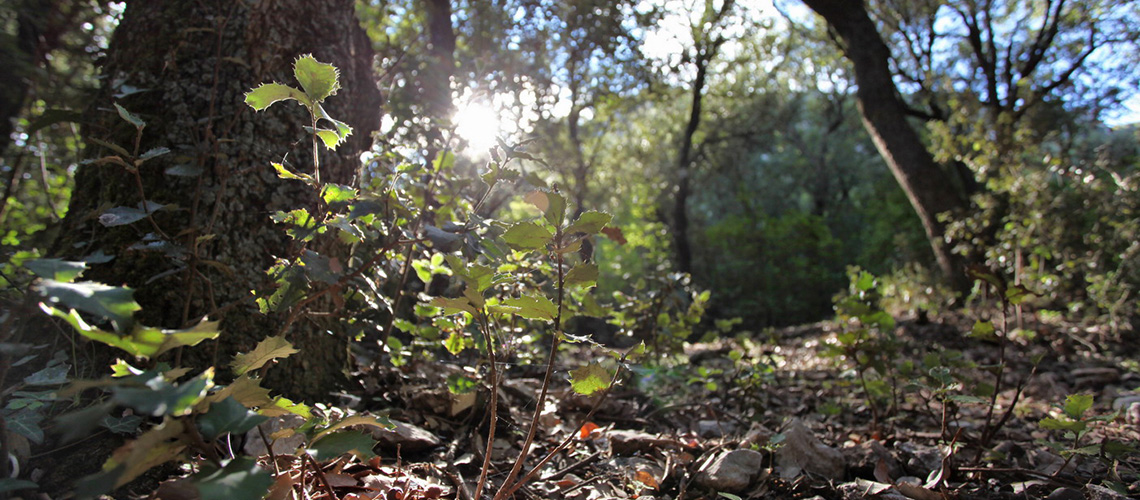 Bosque-mediterraneo-Alcoy